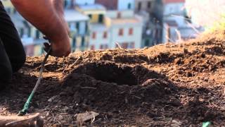 The Winemakers of Cinqueterre give some highlights of the Sciacche Trail.