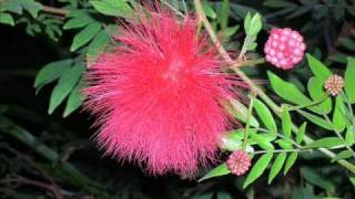 La Buddha Affaire - Indochine