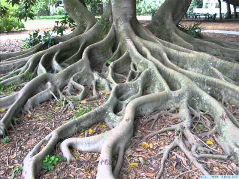 The Roots of Suffering