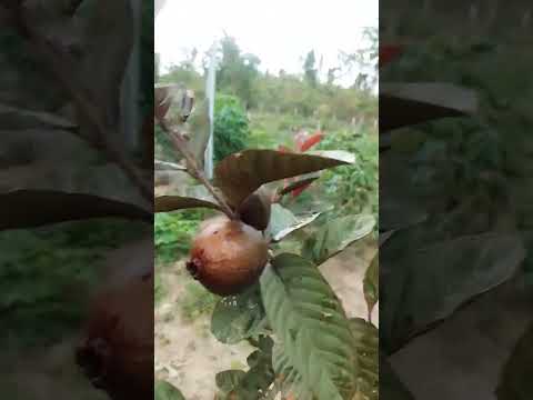 sítio Comodoro mato grosso
