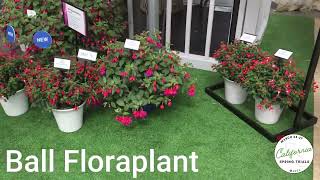 California Spring Trials 2026 overview - What's new for the future in gardening!