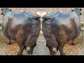 World Beauty Champions Top Nili Ravi Buffalo Dairy Farm Of Ch Hassan Gill Of Faislabad Buffalo