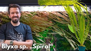 Blyxa sp. „Spiral“ | Liquid Nature Pflanzenvorstellung