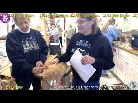 Adoption of Shamballie 12-12-2021 - Friends of Felines Rescue Center (FFRC)