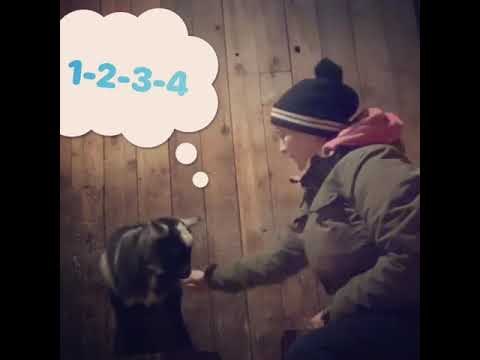 Goat trick training
