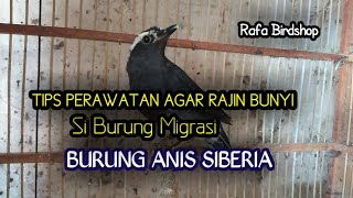 Download lagu TIPS PERAWATAN BURUNG ANIS SIBERIA SI BURUNG MIGRAN AGAR RAJIN BUNYI mp3 Download lagu TIPS PERAWATAN BURUNG ANIS SIBERIA SI BURUNG MIGRAN AGAR RAJIN BUNYI mp3