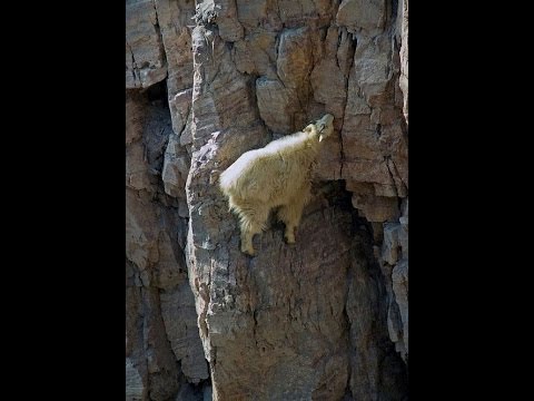 LetÃ¶ltÃ©s - DE OEC TudomÃ¡nyos DiÃ¡kkÃ¶ri TanÃ¡cs - Debreceni , Származékos fogyás tga