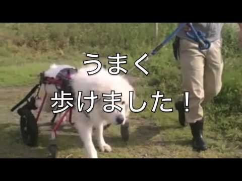 グレート・ピレニーズのレオ君4輪の犬用車いすで歩く