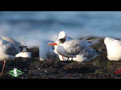 Vagrant Elegant Tern - South Africa birding tours!