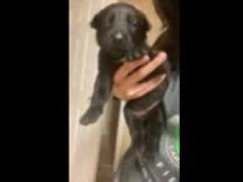Ariel - Belgian Malinois puppy for sale