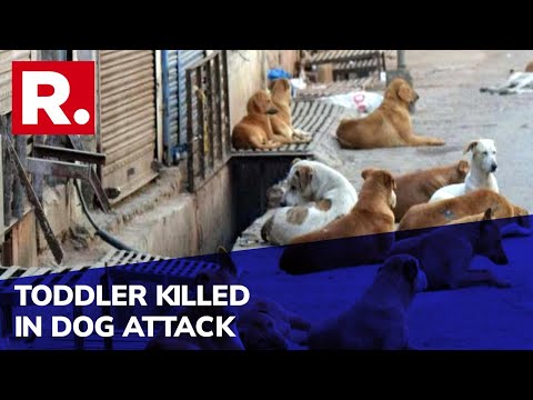 7-Month Old Infant Succumbs After Being Mauled By Dog, Locals Protest In Noida; 'It Is Appalling'