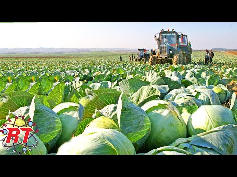 Modern cabbage farming in Japan and the stages of cabbage processing