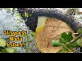 Lebah Hutan Belum Siap Panen Resiko Membeli Madu Sarang
