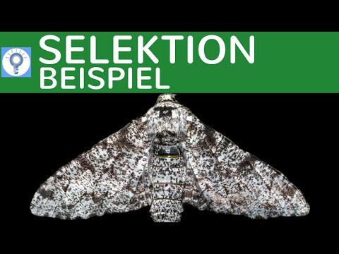 Industrial Melanism - Peppered Moth - Natural Selection in Action & Example | Evolution 15