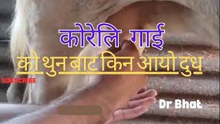 १६ महिना को कोरेलि गाईले दियो दुध #drbhat  #farming  #cattle