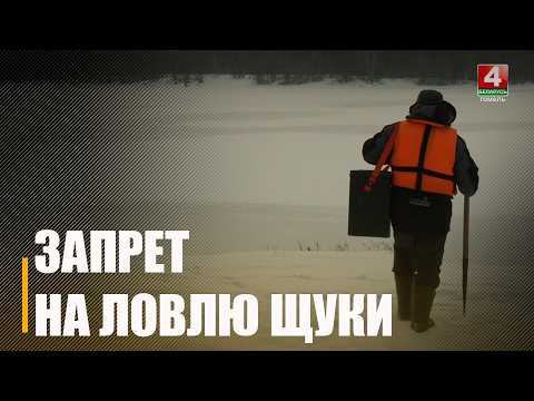 С 1 марта по 15 апреля на Гомельщине действует запрет на лов щуки из-за нереста