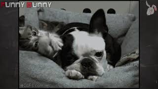 Cute doggy GIFs [GIF Videos] / 可愛いワンちゃんGIF