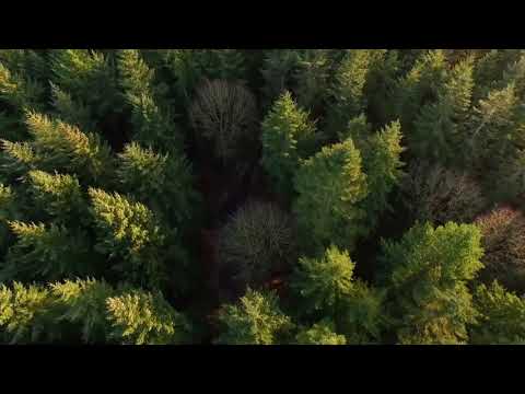 Ieva Raubytė -  Miško amžinybė