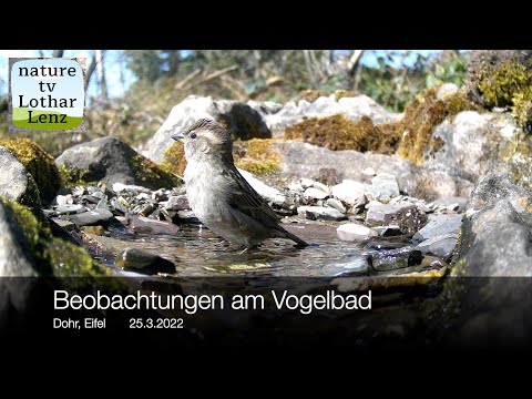 Haussperling am Vogelbad. Dohr, Eifel 26.3.2022