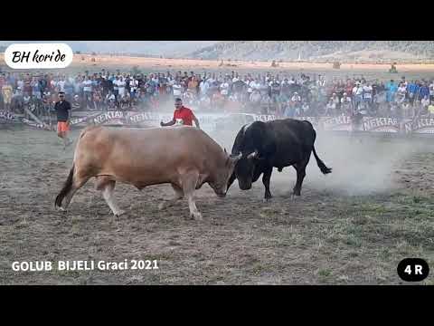 GOLUB & BIJELI Graci 2021