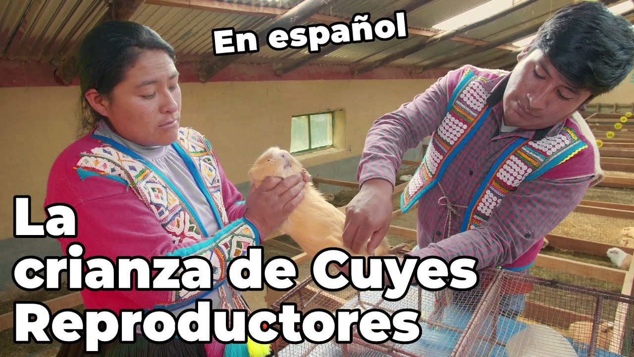 la Crianza de Cuyes Reproductores