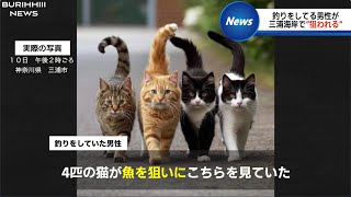 魚を狙う4匹の猫にツボるアナウンサー