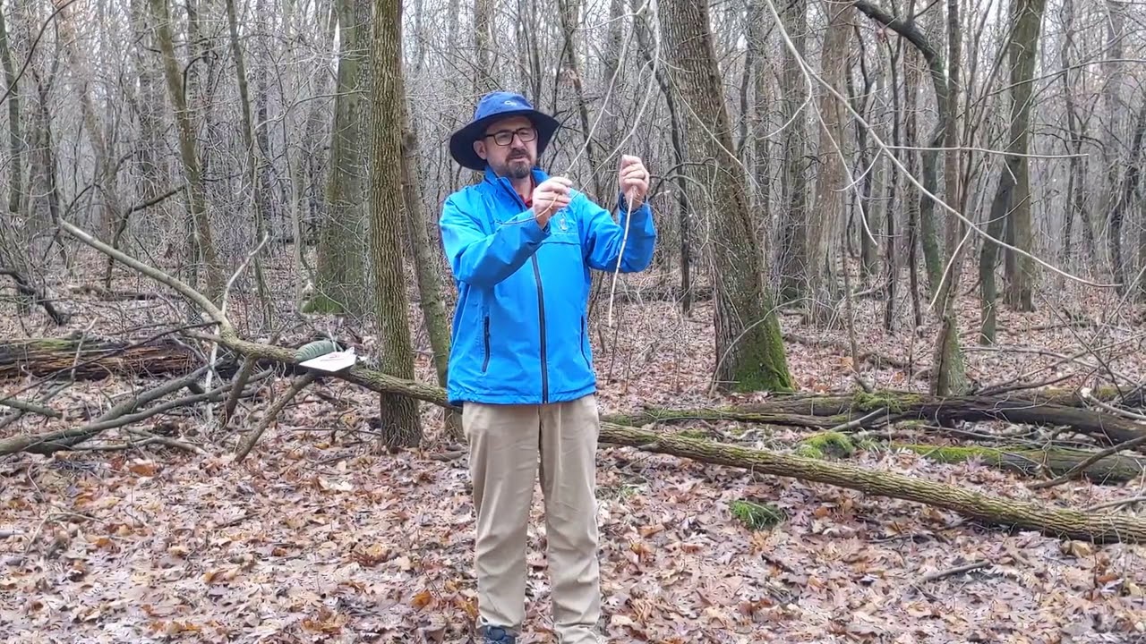Measuring the Age of a Tree (Without Cutting it Down)
