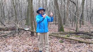 Measuring the Age of a Tree (Without Cutting it Down)