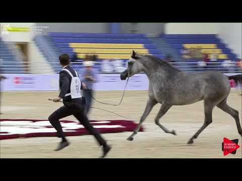 68 AAJILAH AL ZOBAIR Sharjah International 2018