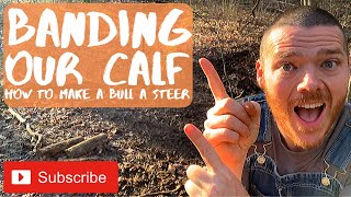 How to Band a Bull Calf - Make a Steer on your Homestead - Prepping