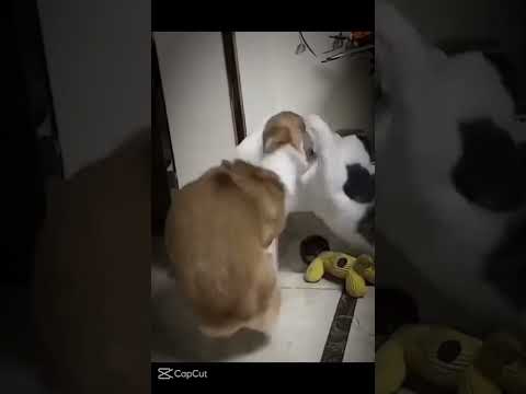 kalian pilih mana komen ya