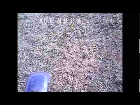 PRE 65 MOTOCROSS MAYLANDSEA AUGUST 24th 2014 CLUBMANS RACE 3