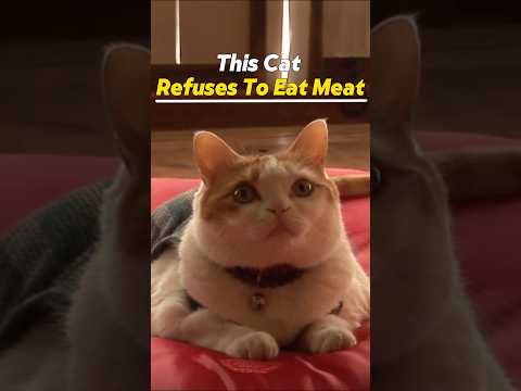 This Cat Became A Buddhist Monk!#MonkCat #CatLife #BuddhistCat
