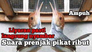 Download lagu suara pikat prenjak ribut ampuh anti zonk ampuh untuk pikat liyaran mp3 Download lagu suara pikat prenjak ribut ampuh anti zonk ampuh untuk pikat liyaran mp3