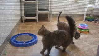 The Main Building Updates