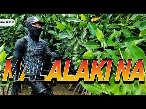 P2 - Malalaki na ang mga Itinanim na Bakawan - EP2064