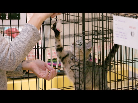 等待領養 (Up For Adoption)