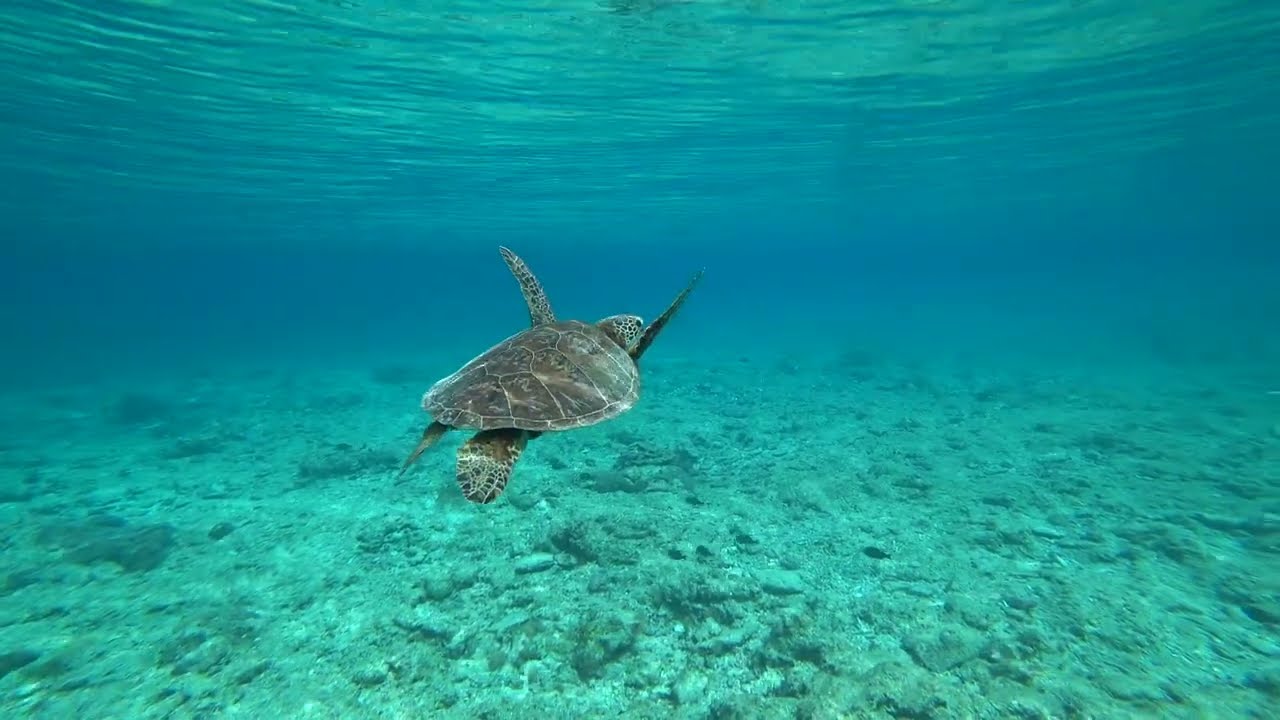 沖縄で出会った美しいウミガメ・Beautiful Sea Turtle Encountered in Okinawa