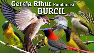 Download lagu Mp3 Pikat Burung - Gereja Ribut kombinasi Suara Burcil mp3