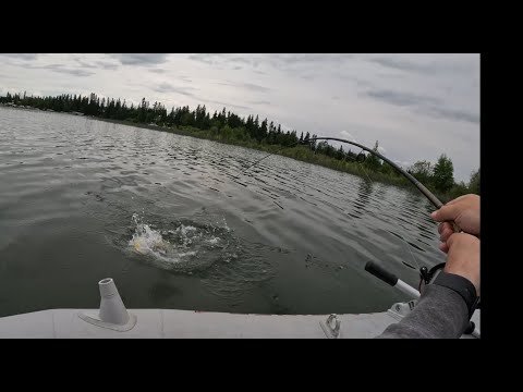 Topwater Pike &amp; Limit Fishing Walleye - Emma Lake Mashup
