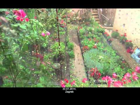 30.07.2014. oluja u vrtu i u Zagrebu ili nad Zagrebom - odu ruže i pelargonije