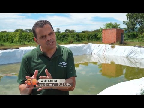 Globo Rural apresenta primeiros resultados do Projeto de fruticultura Irrigada no Vão do Paranã…