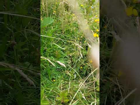 Ufer-Wolfstrapp: Der robuste Profi für Teichrand & Regengarten