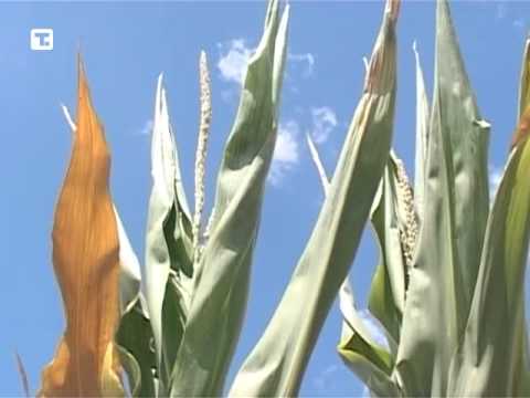 Zaraženog kukuruza ima,situacija nije alarmantna