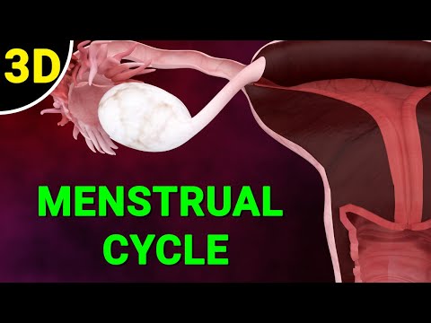 Menstrual Cycle Explained | Phases of the Menstrual Cycle | Ovulation Process