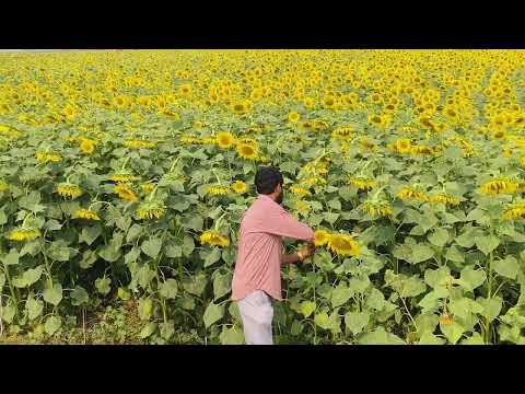 Sun flower farm🌻