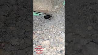 Download lagu HOW TO CATCH CRICKETS AT NIGHT || NGOR JANGKRIK _ Battlesurvival official. mp3