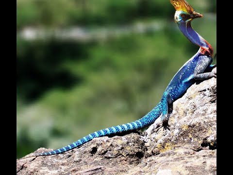 Top 10 loài quái vật đang tồn tại trên trái đất | Thánh Nhiều Chuyện