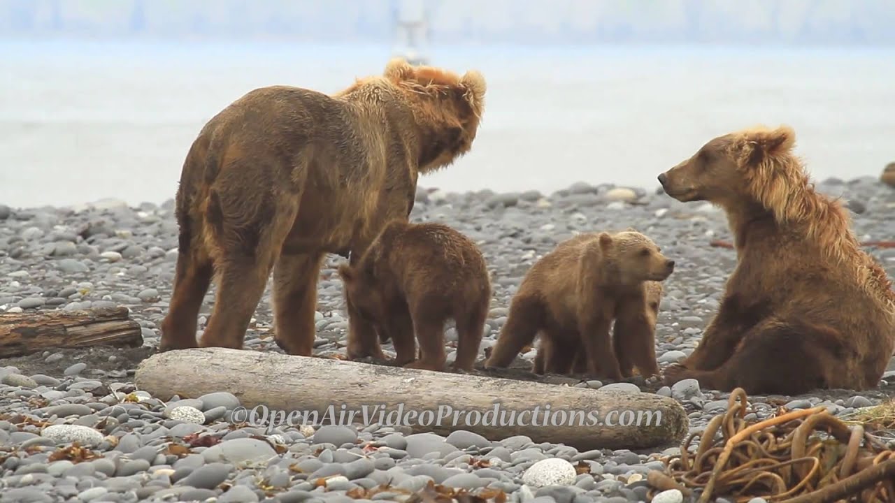 Alaska's Great Kodiak Bears