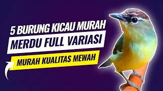 Download lagu 5 Cheap Chirping Birds with Melodious Sounds, Full Variations, Part 2 mp3